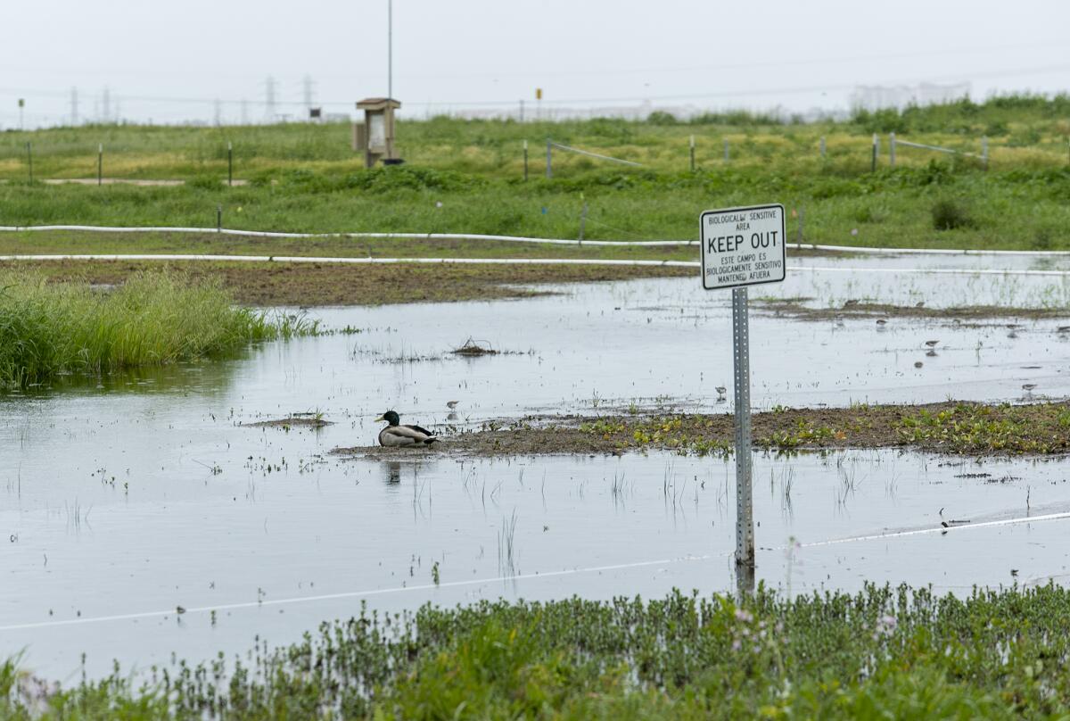 A mallard Wednesday near vernal pools in Fairview Park that, after recent rains, have sprung to life with fairy shrimp.