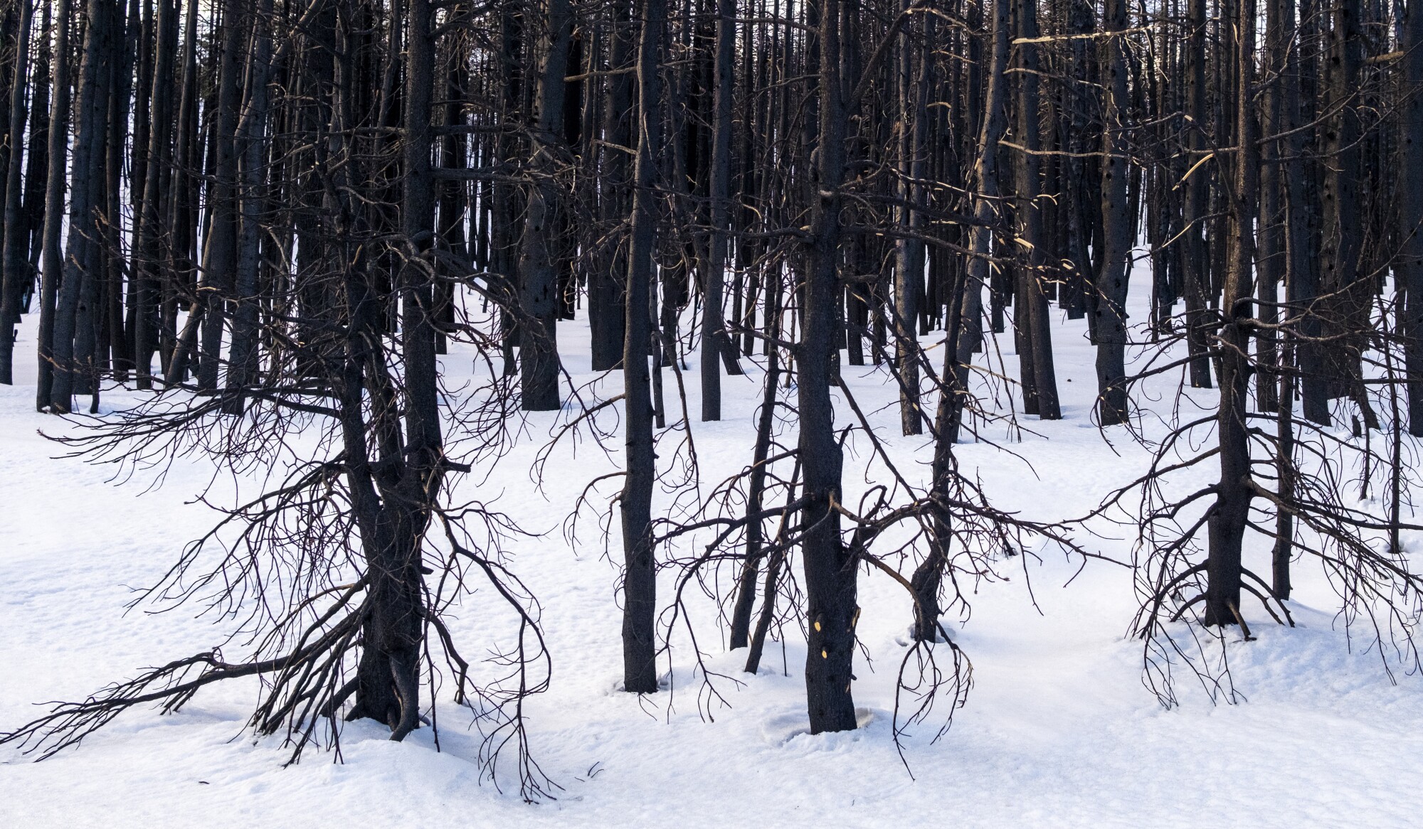 از روی زمین پوشیده از برف، تنه های شلوغ درختان کوچکی که از آتش سیاه شده اند، بلند می شوند 