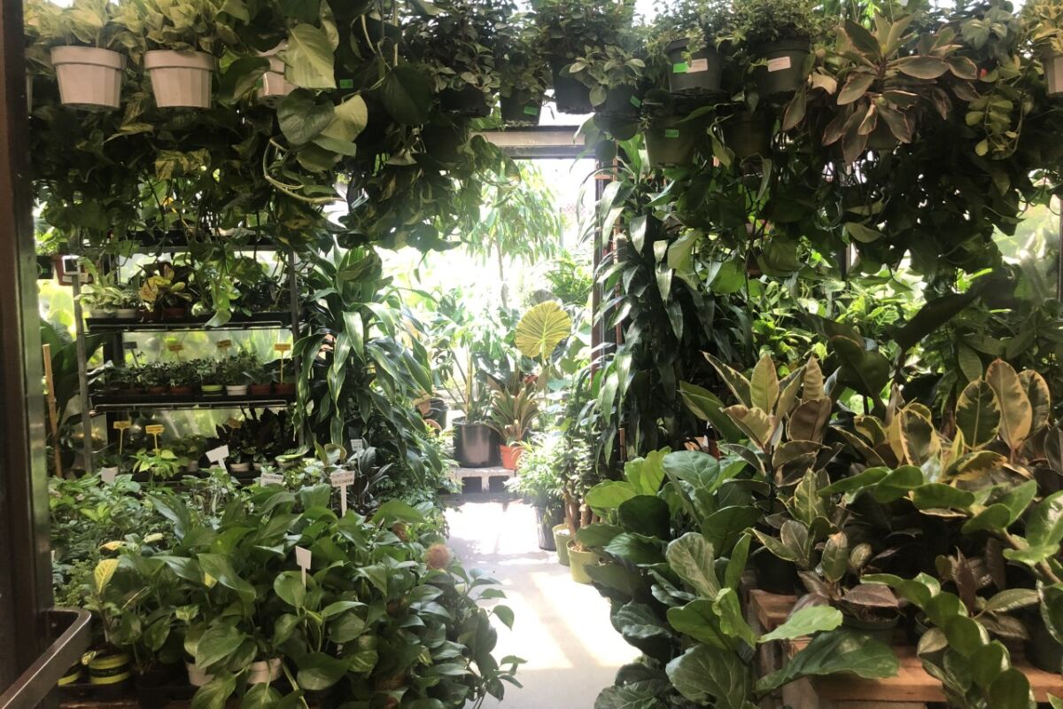Una habitación llena de plantas.