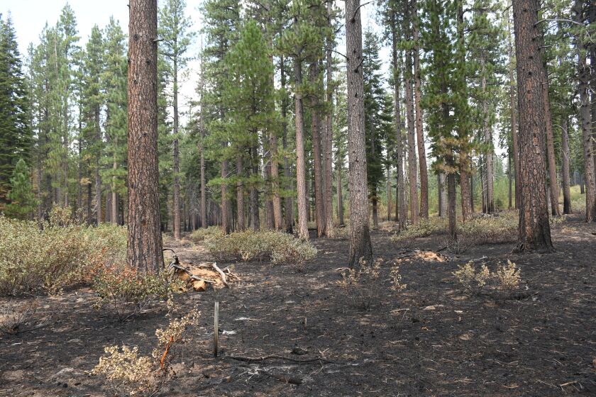 A unit in the Goosenest Adaptive Management Area that was treated with pine emphasis thinning, plus two rounds of broadcast burning, is shown after the Antelope fire burned through Aug. 5, 2021.