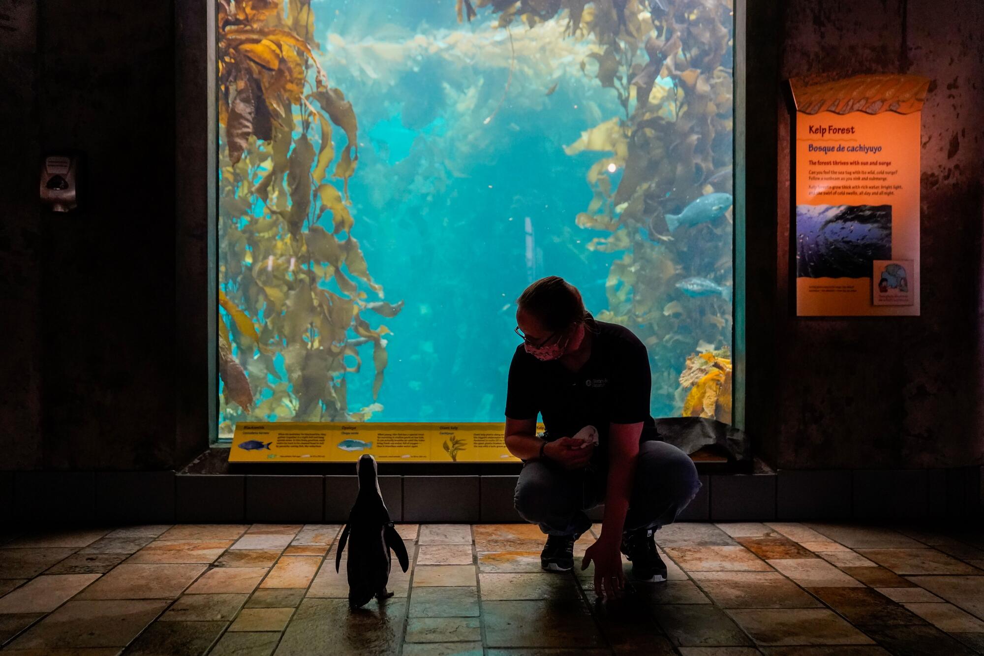 An aquarium worker kneels down next to a small penguin peeking into a tank filled with kelp and fish