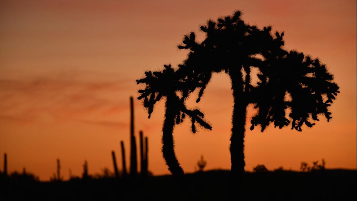 Cabeza Prieta National Wildlife Refuge near Ajo, Ariz.