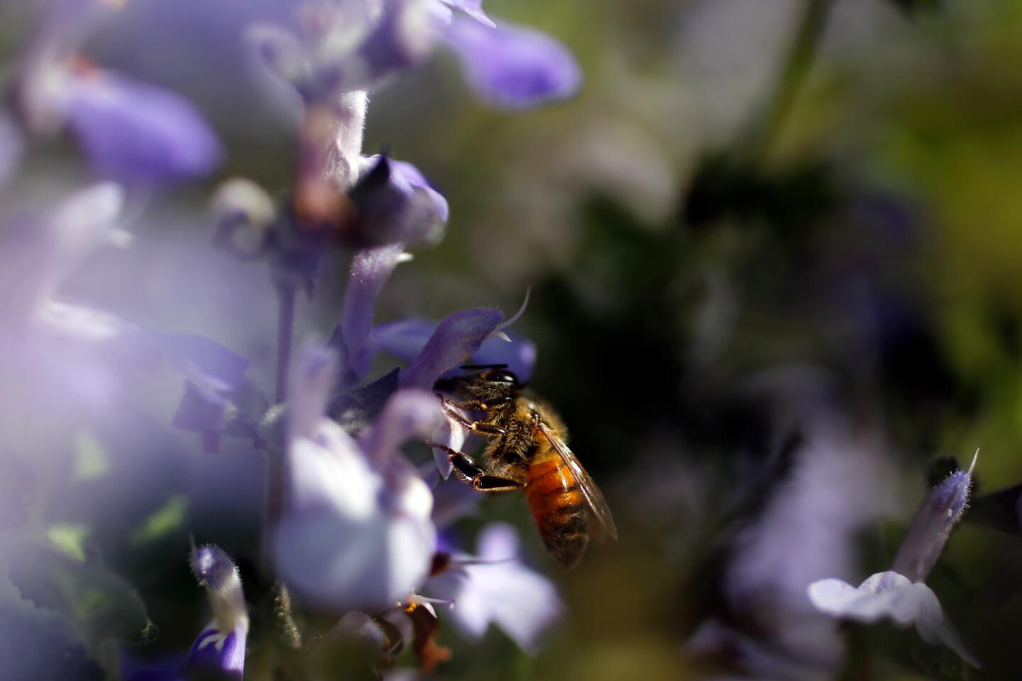A bee collects pollen from a Salvia melissodora.