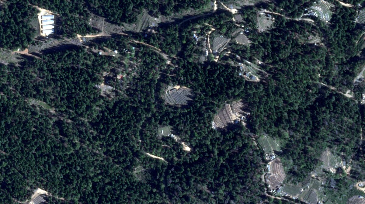 Four greenhouses of Nhia Yang's cannabis farm (upper left) stand out amid a sea of unlicensed farms atop Post Mountain. 