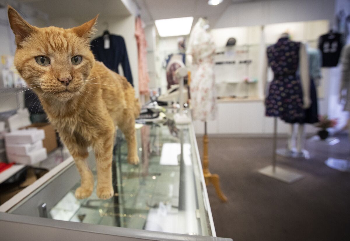 Feline mayor of Little Tokyo