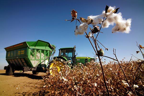 Cotton boom