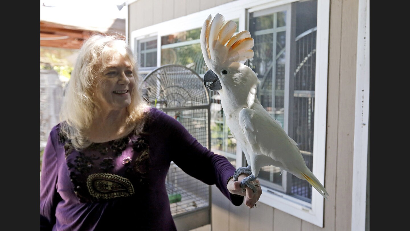 The Lily Sanctuary parrot tescue's Venette Hill holds Huey, a hybrid cascade/umbrella cockatoo, at the sanctuary in Fountain Valley on Sept. 23, 2017.