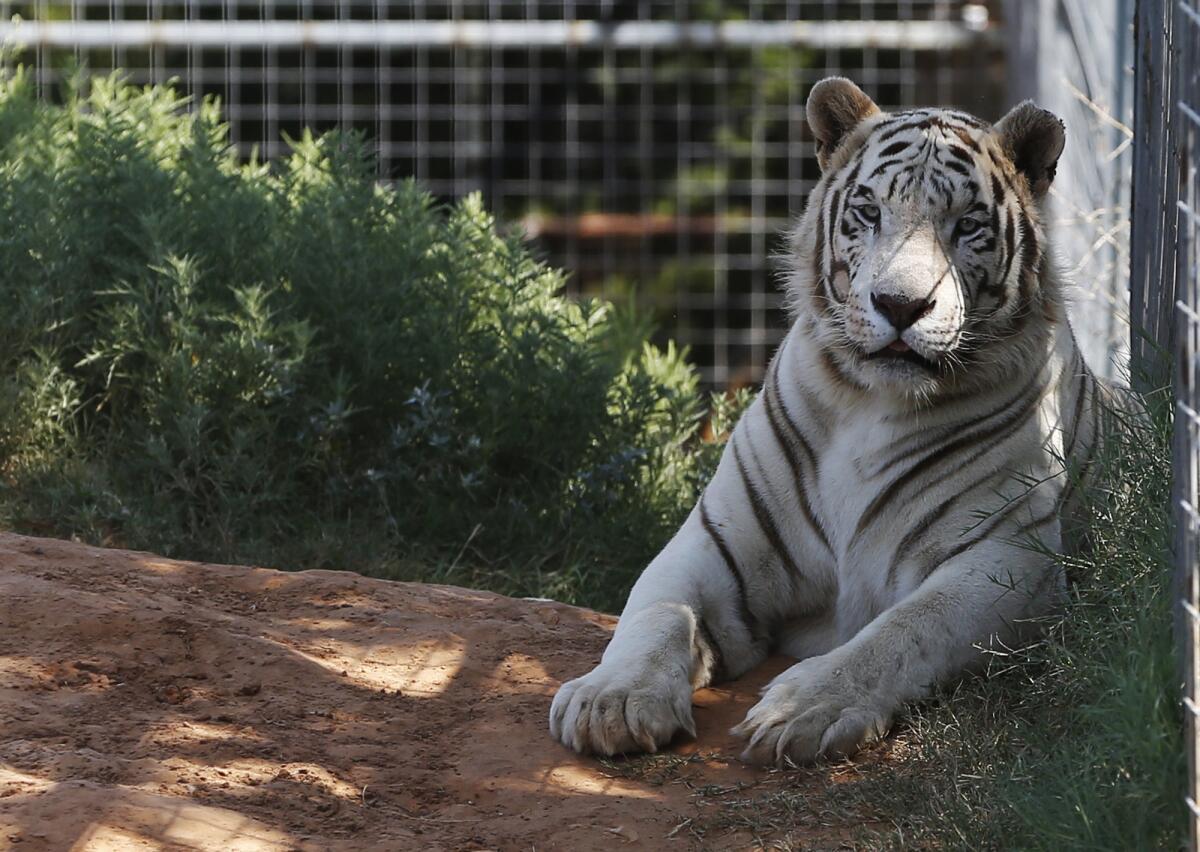 Tiger at Greater Wynnewood Exotic Animal Park in Oklahoma