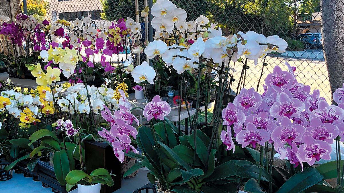 Orchids anyone? Several vendors sell fresh-cut flowers at La Jolla Open Aire Market, held 9 a.m. to 1 p.m. Sundays at 7335 Girard Ave. in La Jolla, the corner of Girard Avenue and Genter Street.