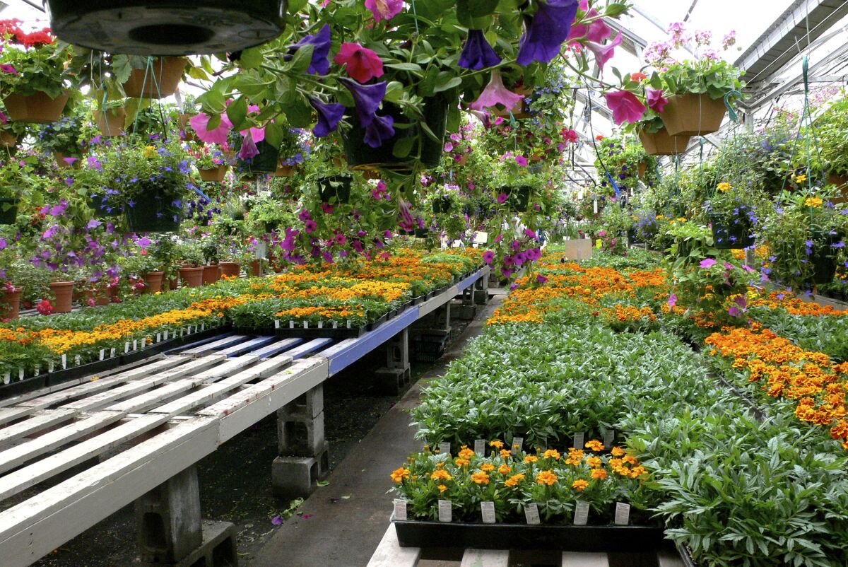 This image provided by Jeff Lowenfels shows healthy cell packs of flower starts for sale on May 1, 2017. (Jeff Lowenfels via AP)