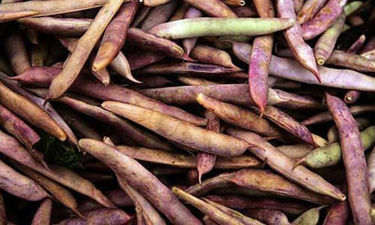 Shelling bean season lasts for only two or three weeks, so get them while you can.