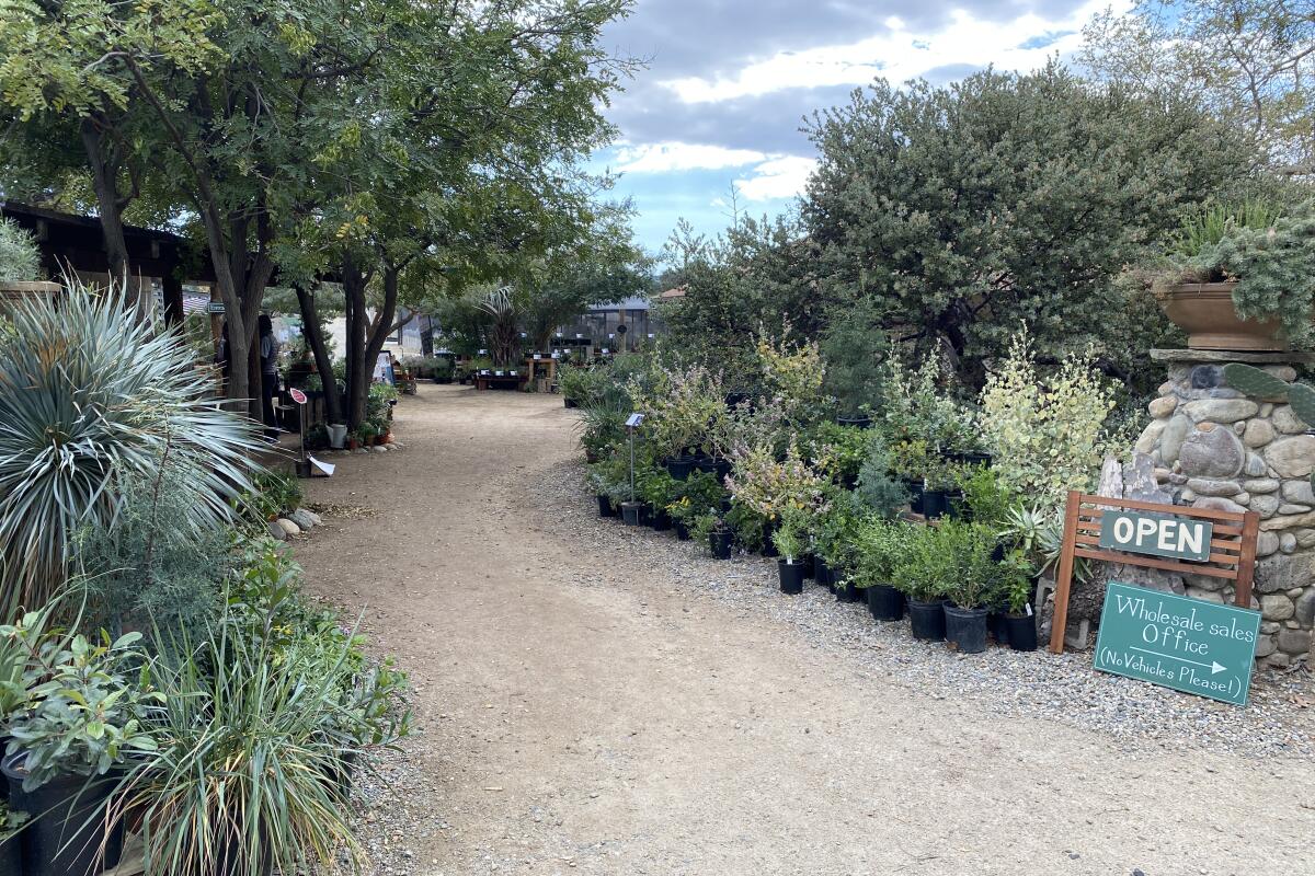 A path lined with pots of plants