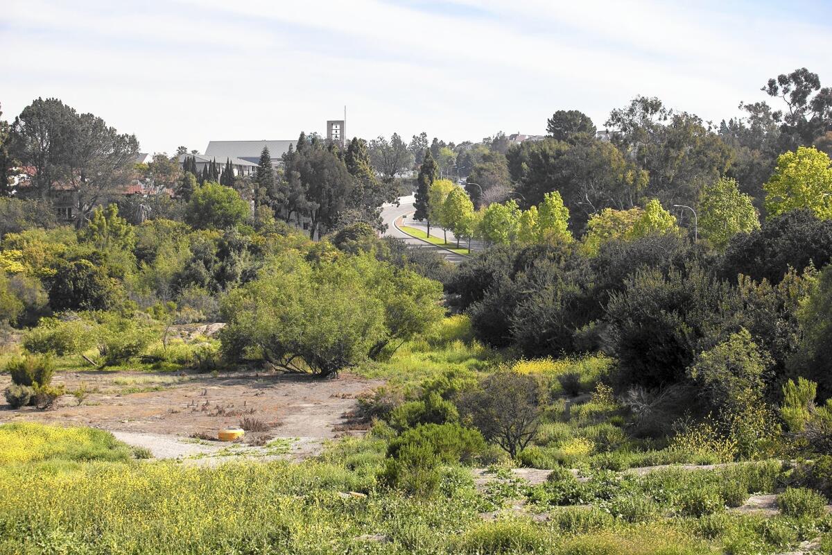 A plan to restore Big Canyon Nature Park in Newport Beach aims to address the area's steep unauthorized trails and non-native plants and animals that are choking out native species.
