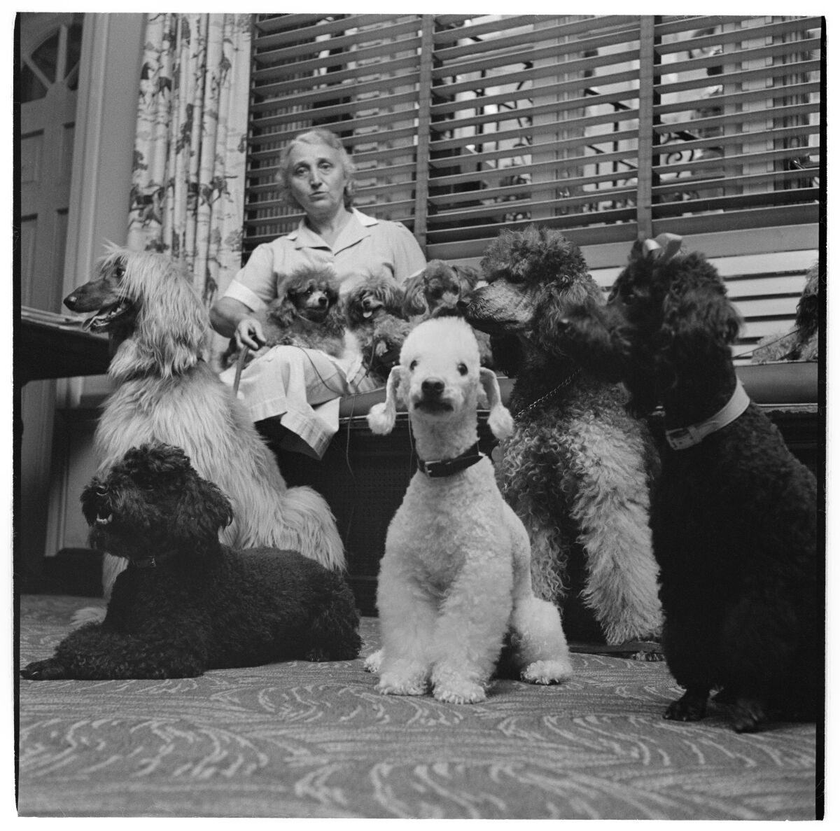 “A Dog’s Life in the Big City,” 1949, by Stanley Kubrick.
