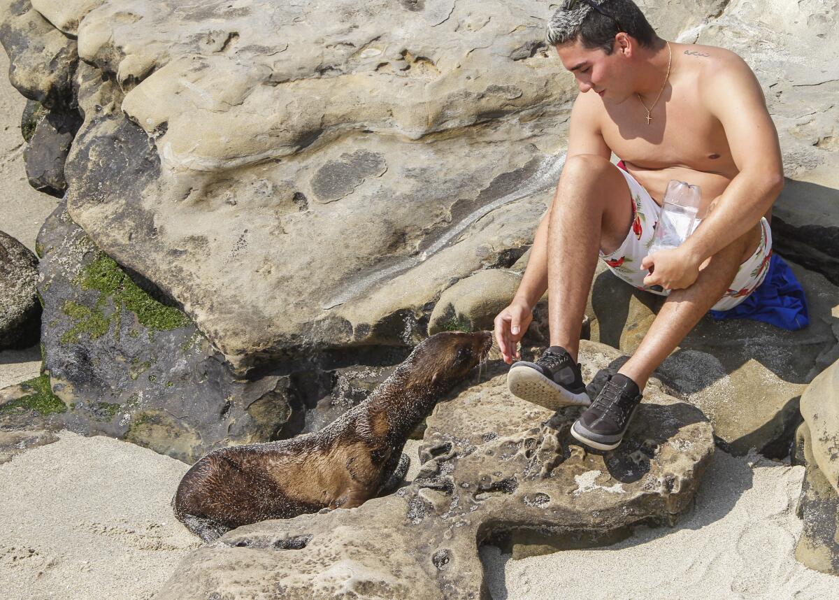 Beach-goer Diego Angulo moves in close to view a sea lion pup at a rookery at Boomer Beach next to Point La Jolla.