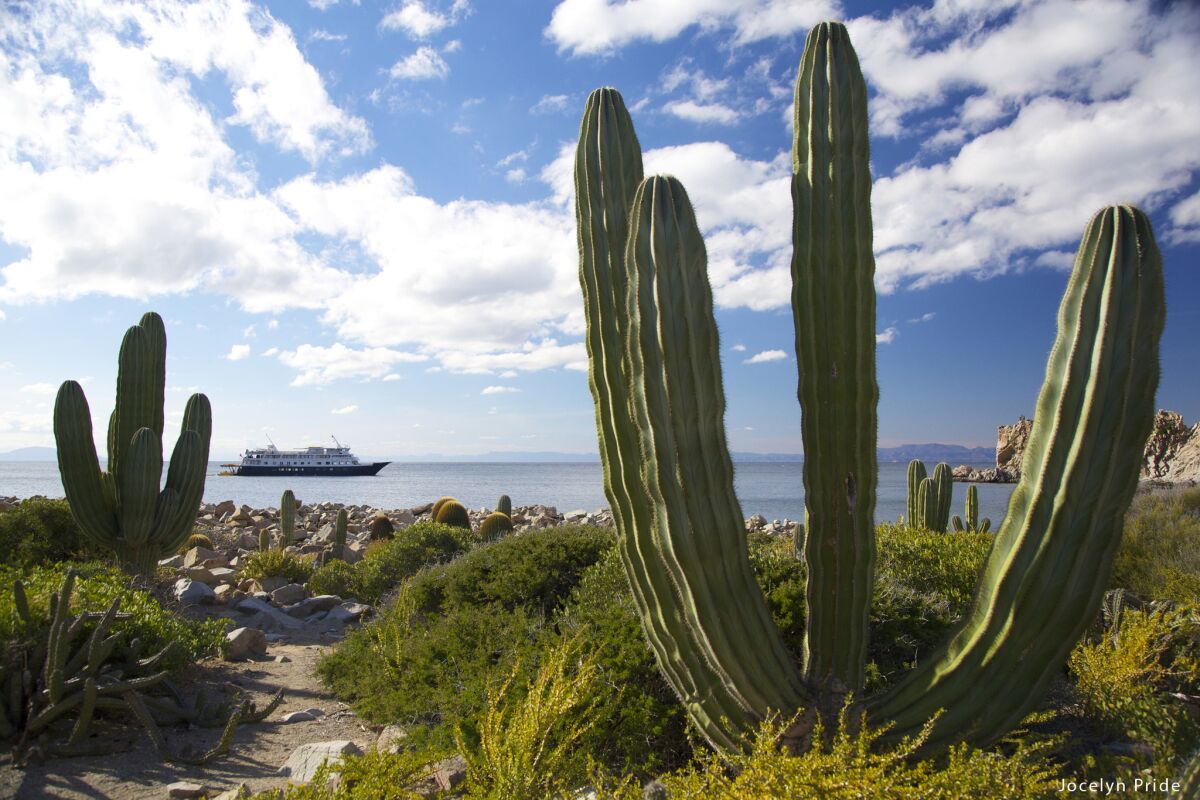Un-Cruise Adventures offers adventurous excursions on cruises in Mexico's Sea of Cortez.