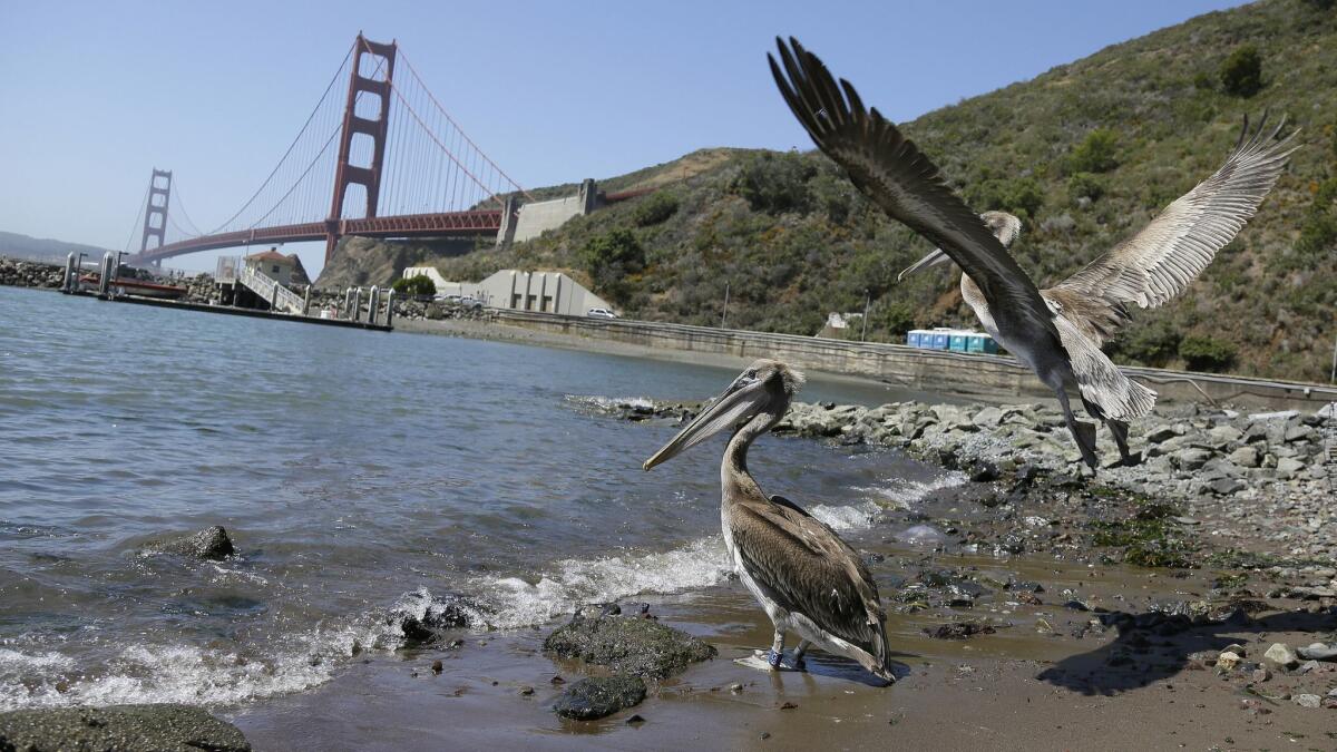 A pair of brown pelicans head for San Francisco Bay after being released at Ft. Baker near the Golden Gate Bridge.