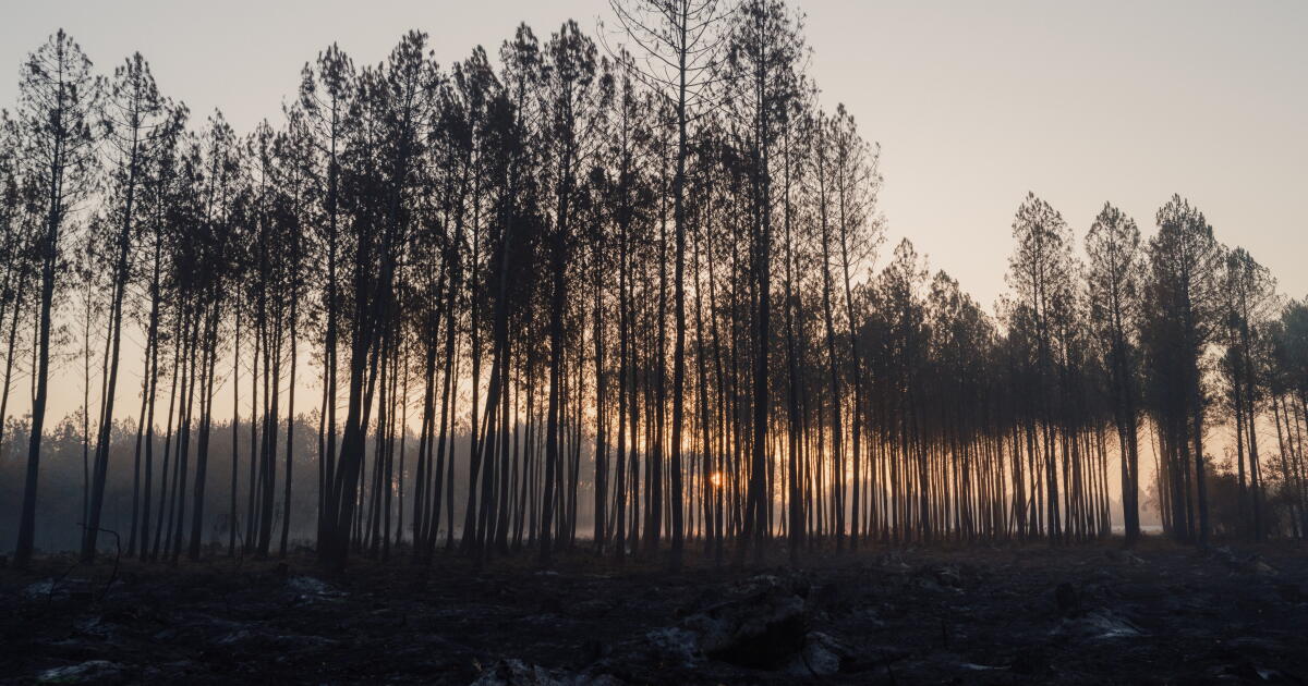France's wildfire nightmare echoes California's hard lessons on building in the woods