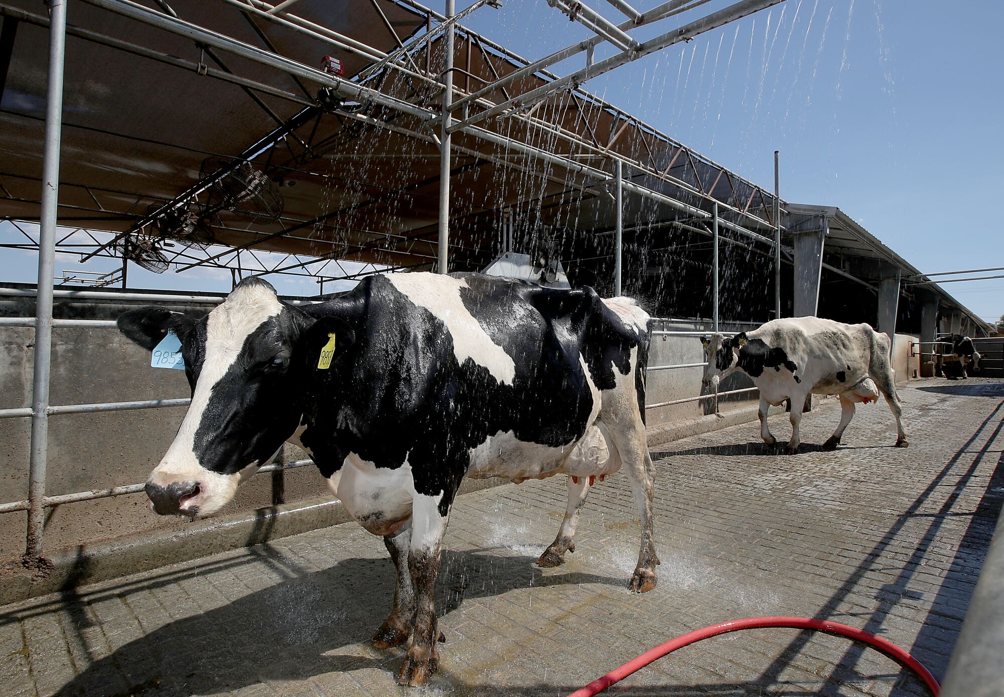 Cows pass through a cooling shower after being milked at Marvo Holsteins dairy farm.