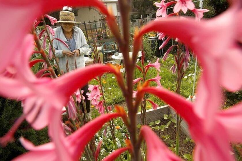 Susan McCorry, framed by her watsonia plant, works her public garden plot. She is a member of Santa Monica's Community Garden Advisory Committee.