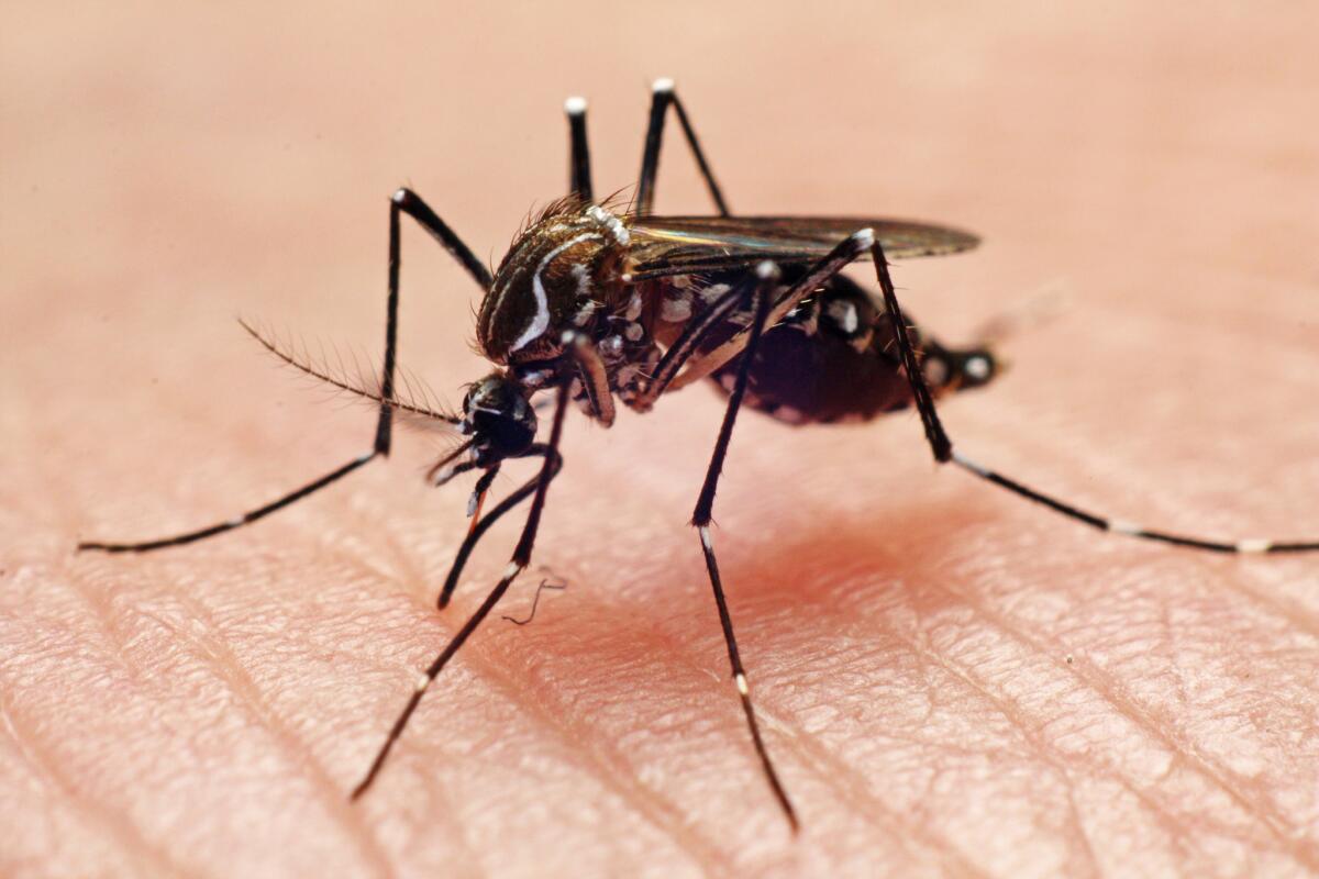 An Aedes aegypti mosquito, which can carry the dengue virus, biting a hand.