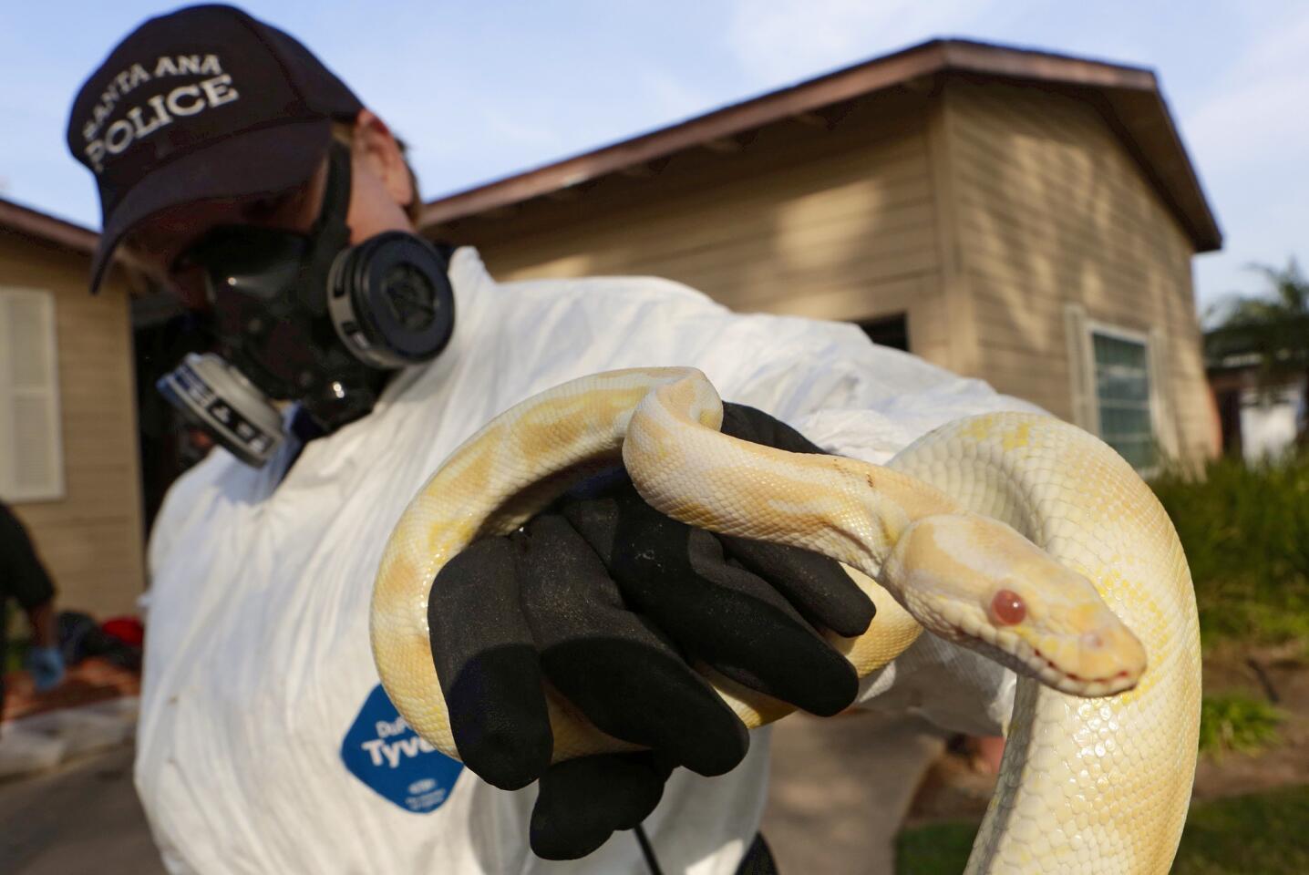 Santa Ana Police Animal Services supervisor Sondra Berg holds one of the living pythons found inside a Santa Ana home.