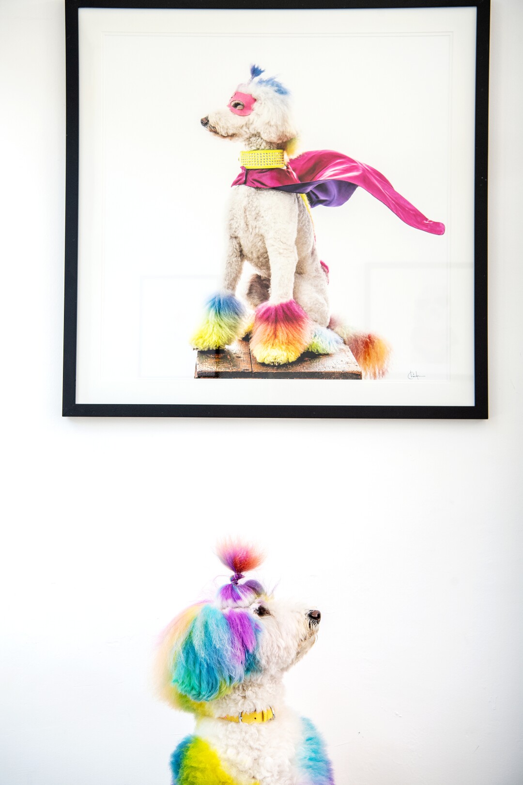 A rainbow-dyed dog sits below a photo of herself.