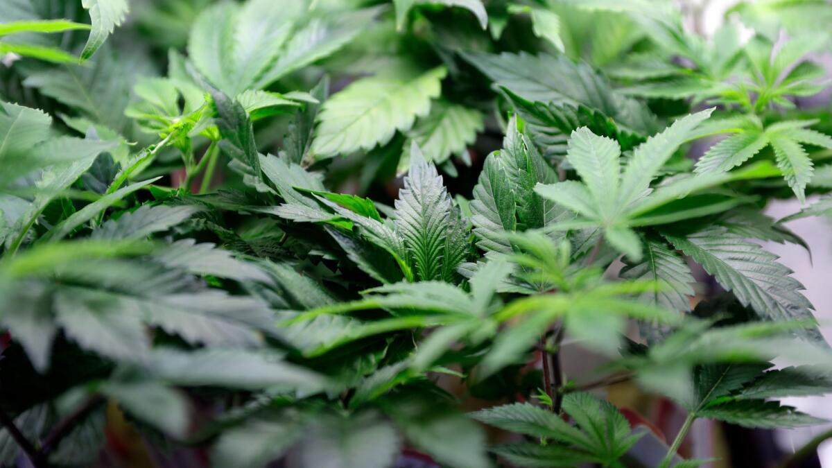 Marijuana plants on displayed at a dispensary in Berkeley, Calif.