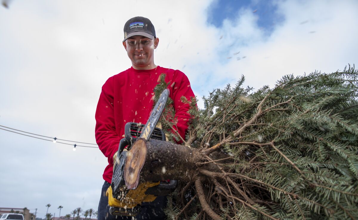 Tristan Kundig cuts a Christmas tree at Purdy Tree Farms.