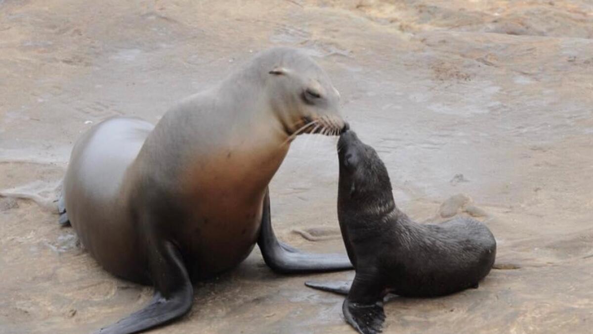 Protect La Jolla Sea Lion Pups and Mothers From Human Disturbances  Help  Wildlife, Protect the Environment, Support Nature Conservation, Save the  Planet