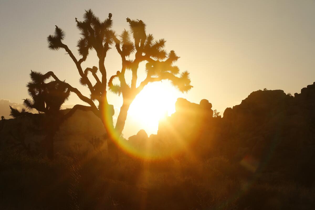 A Joshua tree, from which Joshua Tree National Park takes its name. A woman died this weekend while hiking in the park.