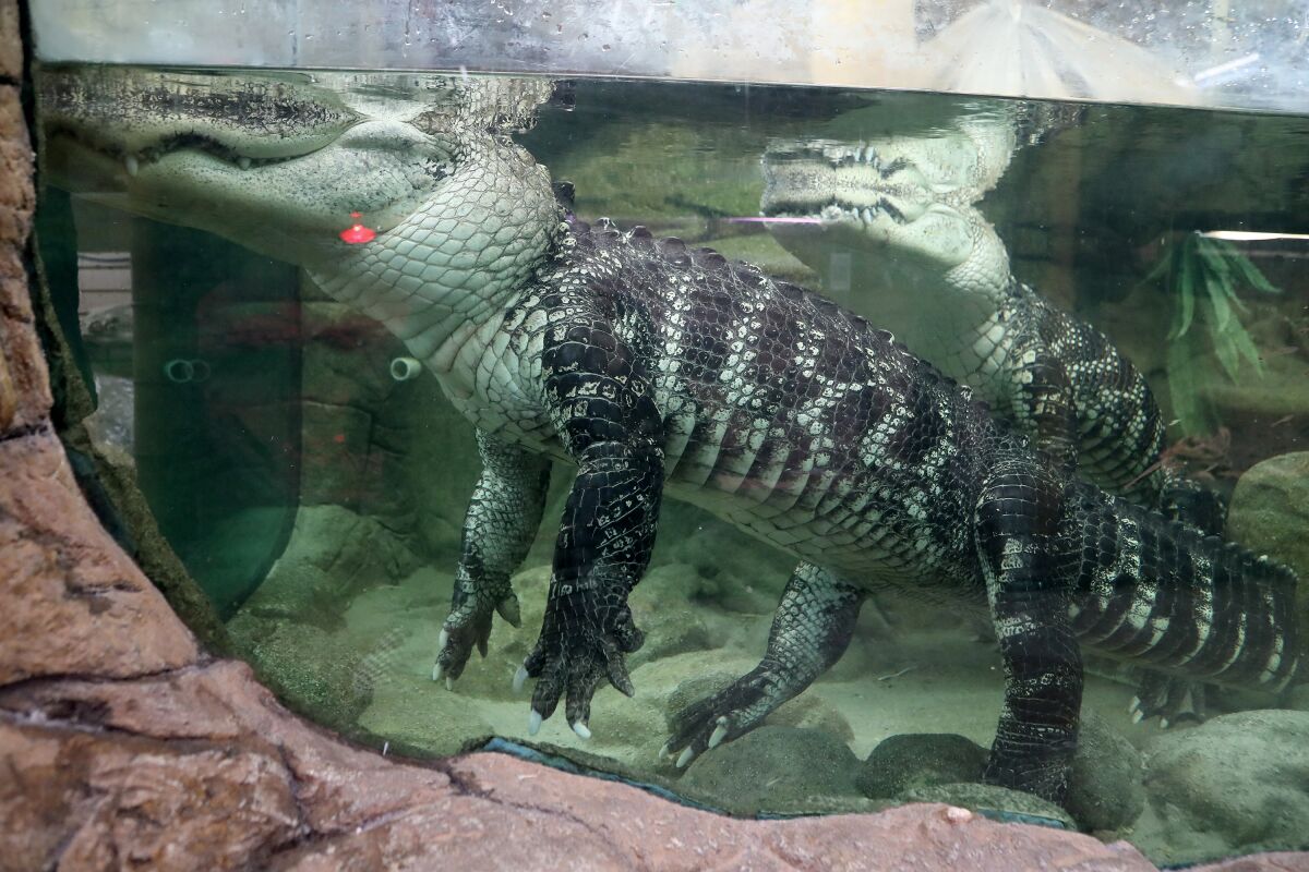 Two adult American alligators rest in a tank at the Reptile Zoo in Fountain Valley.