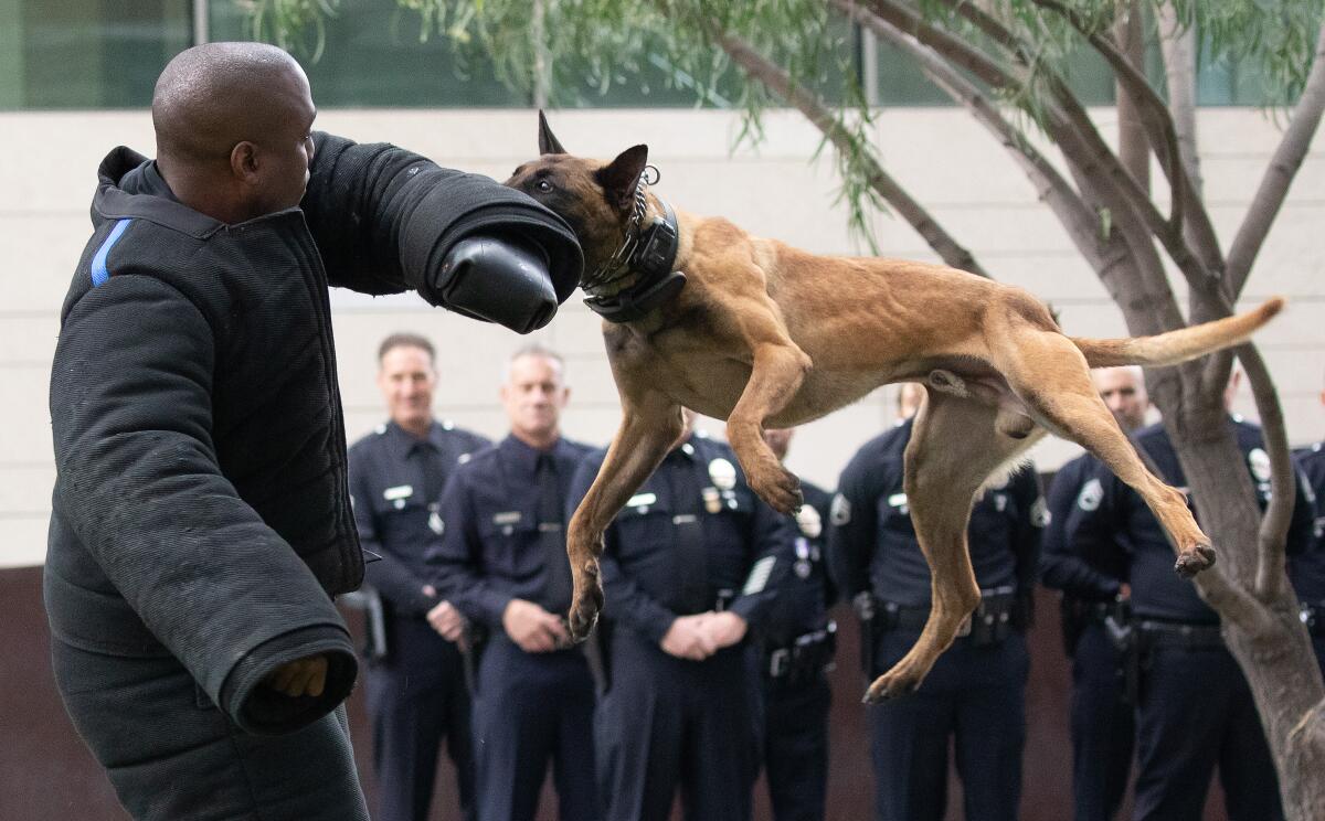 A policeman in a protective suit trains a police dog.