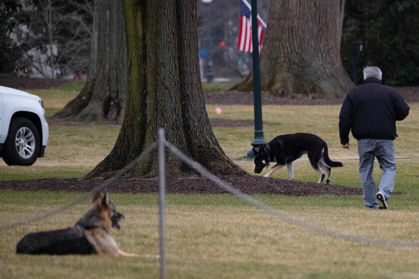 First dogs Champ and Major Biden are seen on the South Lawn of the White House in Washington, DC, on January 25, 2021. - Joe Biden's dogs Champ and Major have moved into the White House, reviving a long-standing tradition of presidential pets that was broken under Donald Trump. The pooches can be seen trotting on the White House grounds in pictures retweeted by First Lady Jill Biden's spokesman Michael LaRosa, with the pointed obelisk of the Washington Monument in the background."Champ is enjoying his new dog bed by the fireplace, and Major loved running around on the South Lawn," LaRosa told CNN in a statement on January 25, 2021. (Photo by JIM WATSON / AFP) (Photo by JIM WATSON/AFP via Getty Images)