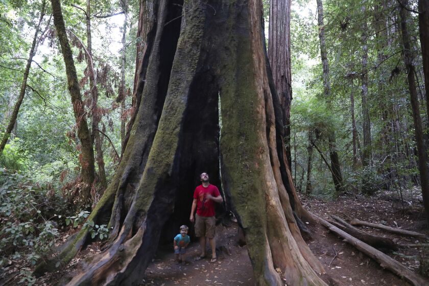Brian van der Brug  Los Angeles Times Andrew Walsh of Ben Lomond explores a hollow tree with son Philip, 2, in Big Basin Redwoods State Park.