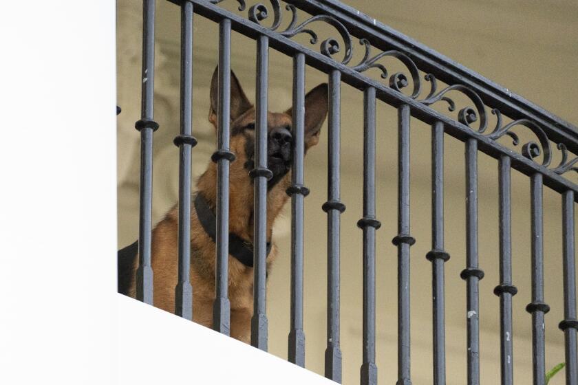 President Joe Biden's dog Commander, a German shepherd, sits at the Truman balcony of the White House, Saturday, Sept. 30, 2023, in Washington. (AP Photo/Manuel Balce Ceneta)