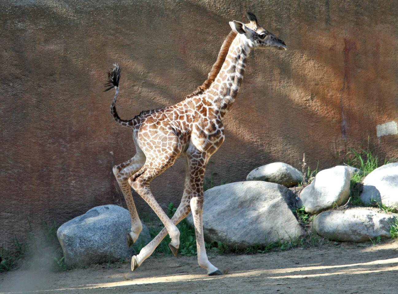 Photo Gallery: Two-week old male baby giraffe now on display at the Los Angeles Zoo