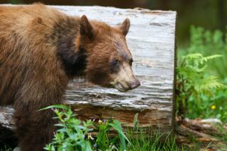 Sequoia Park Zoo is devastated by the loss of our beloved Noni bear.