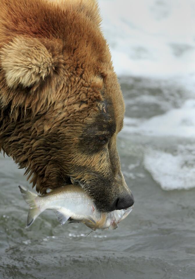 The coastal brown bears of Brooks Camp, Alaska