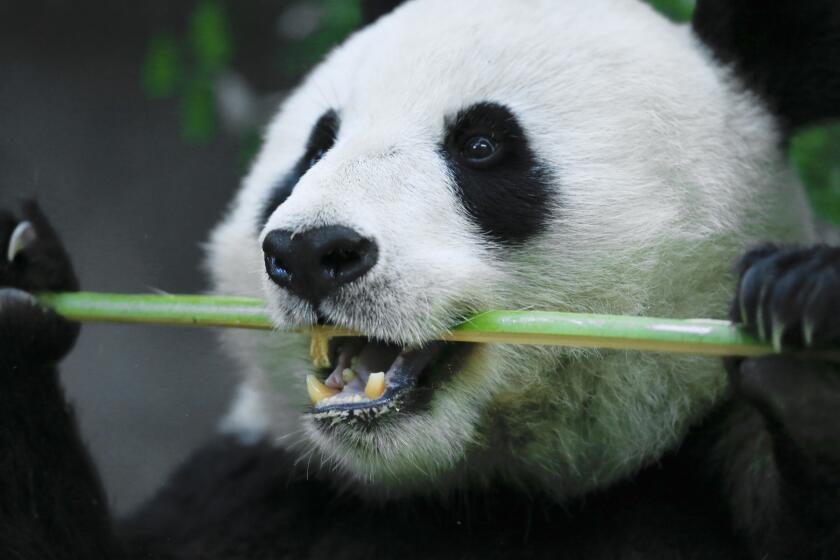 The giant pandas are a big hit at the San Diego Zoo. 