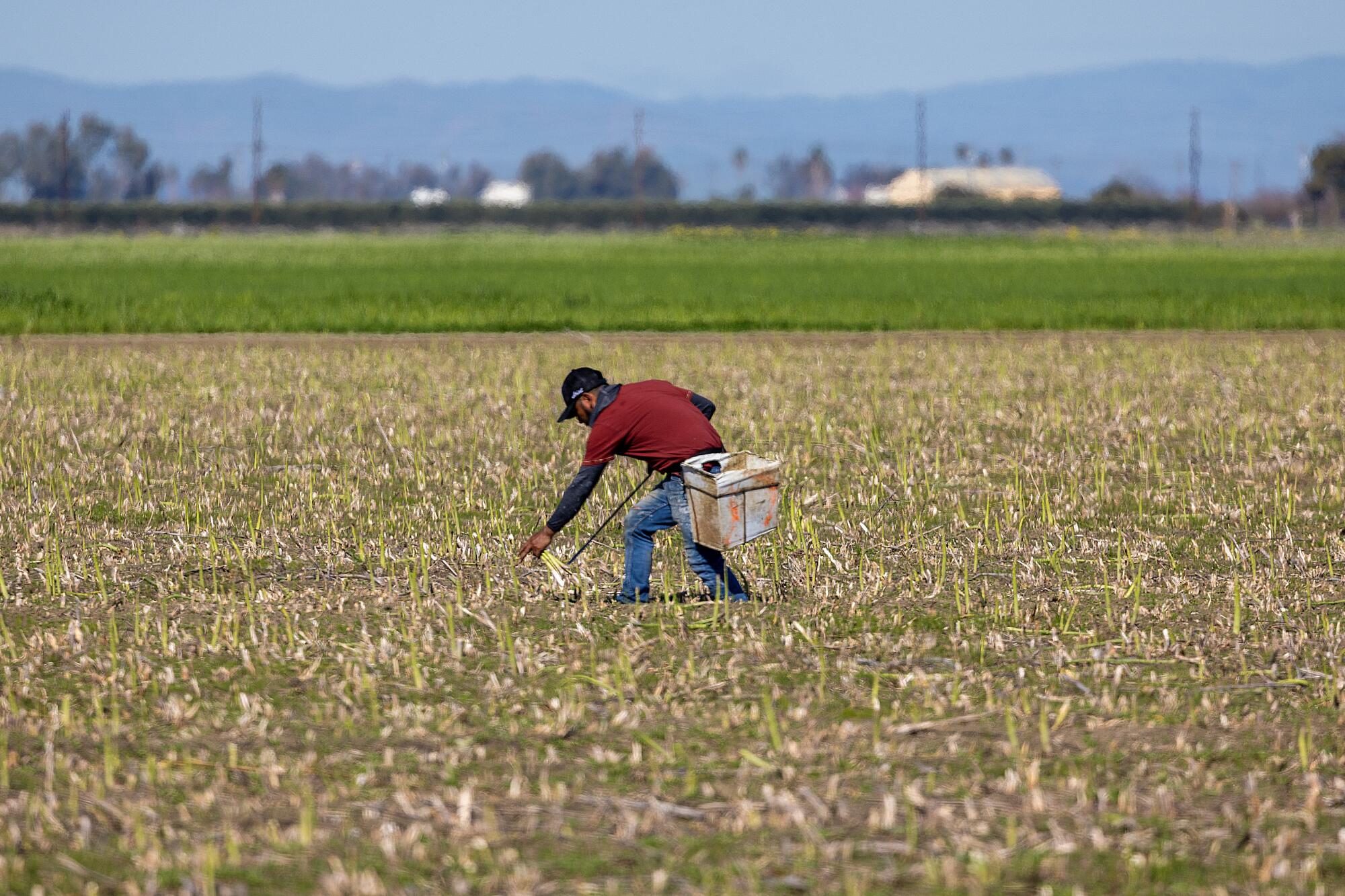 A worker harvests asparagus in a farm field.