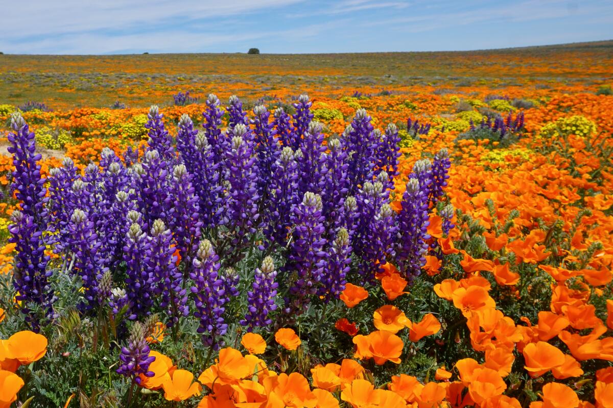 Field of orange California poppies and purple lupine