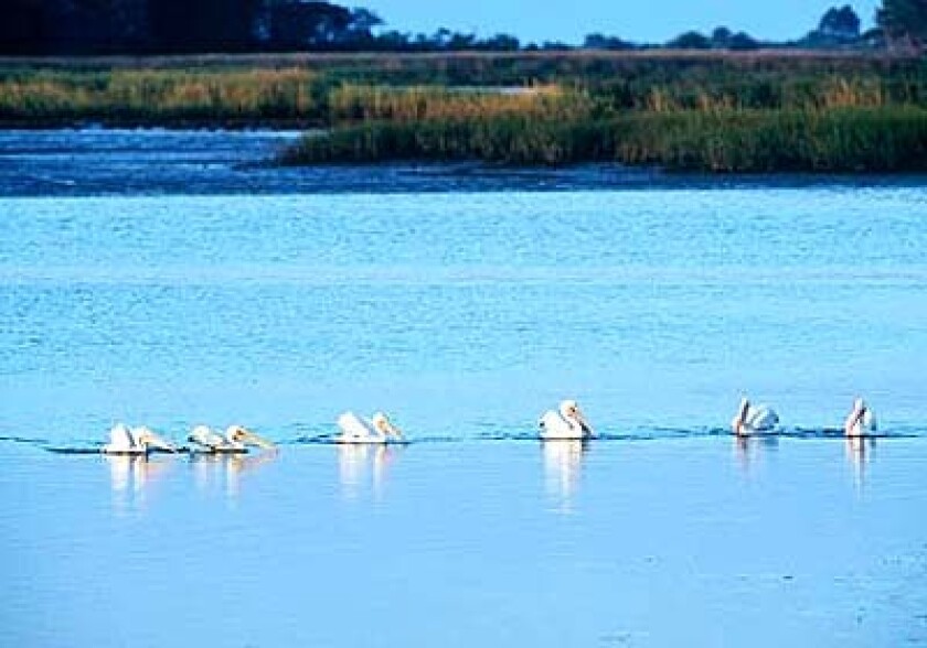 American white pelicans scope out the catch off Cedar Key, whose salt marshes are a fish nursery teeming with life.