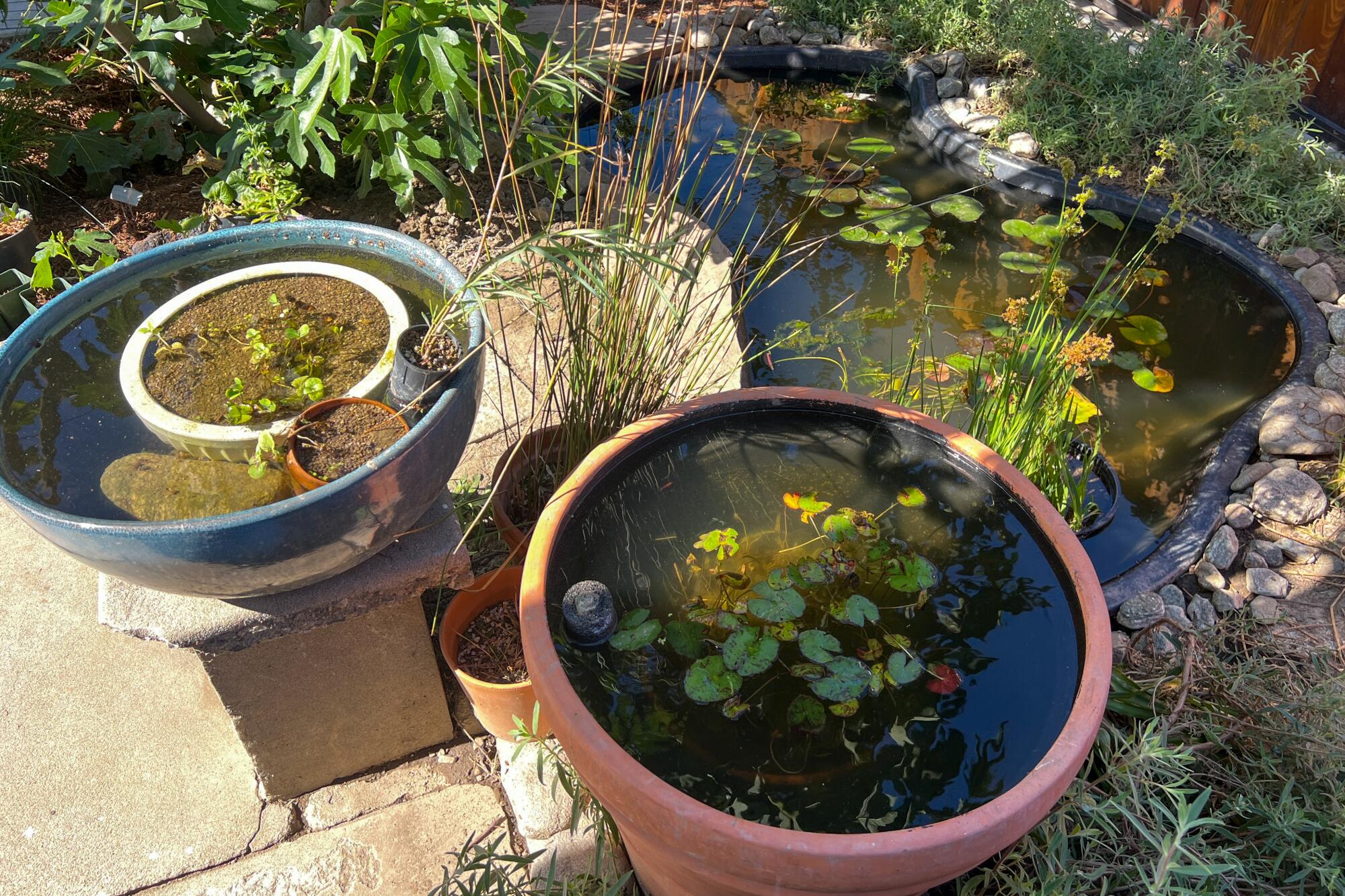 Recycled plant pots filled with water, floating plants and tiny fish next to an in-ground pond.