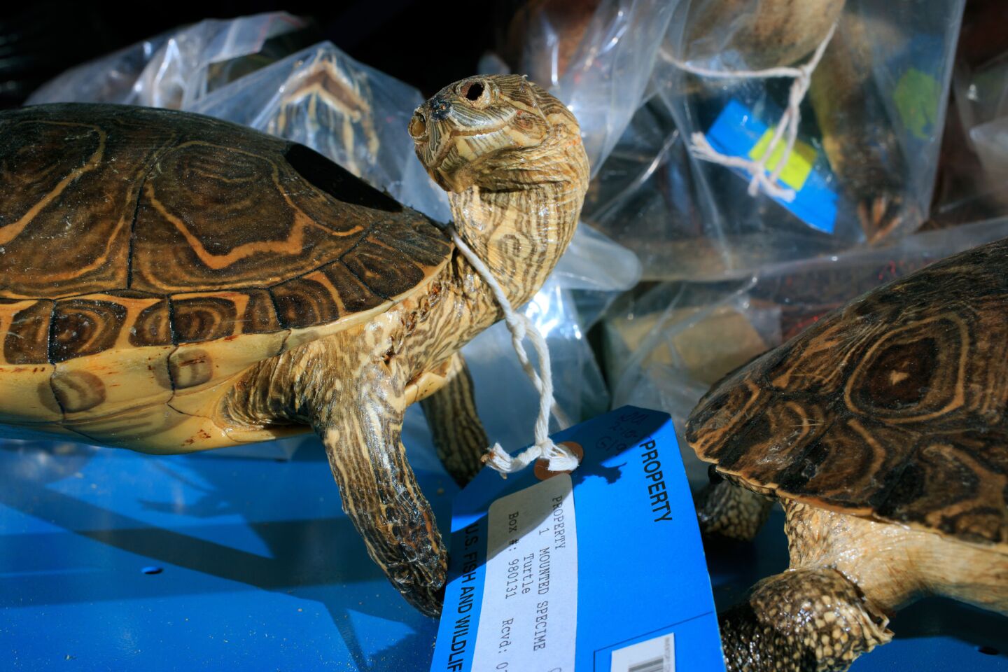 A shelf of turtles inside the U.S. Fish and Wildlife Service National Wildlife Property Repository.