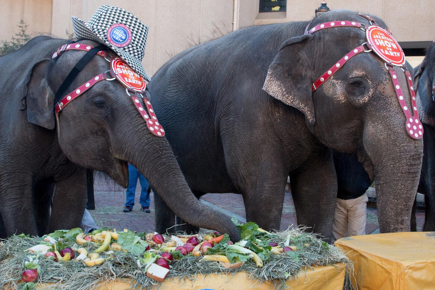 Circus elephants enjoy their meal during Ringling Bros. "Elephant Brunch" at Birmingham-Jefferson Civic Center on January 21, 2015 in Birmingham, Alabama.