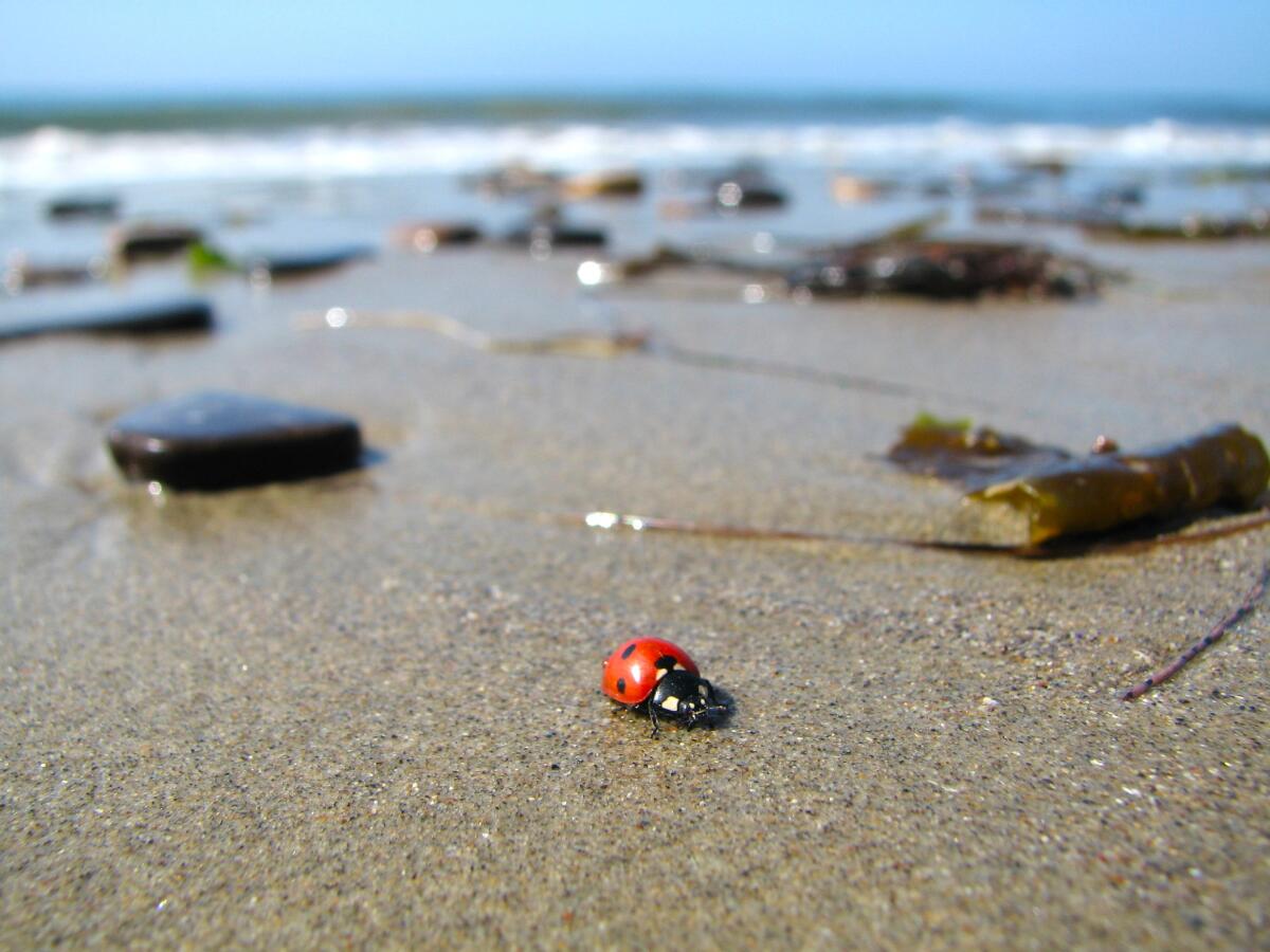 A ladybug explores the sand at a beach.