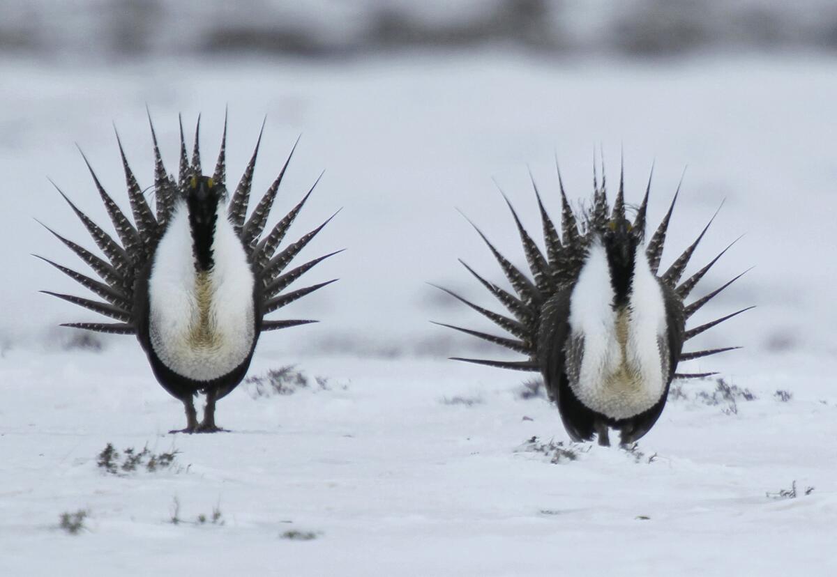 Male sage grouse perform their mating ritual in Colorado in 2013.