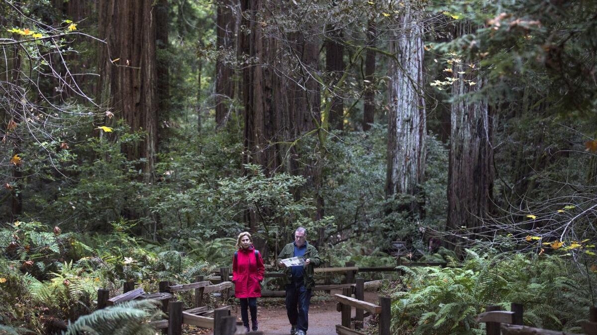 Muir Woods National Monument has no cellphone service, making it ideal for forest bathing.