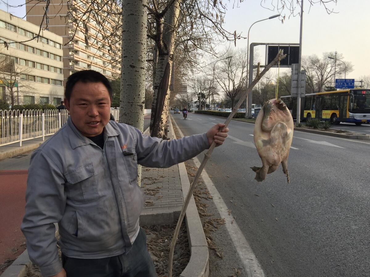 Turtle Man, and the live soft-shelled turtle he was trying to sell, was a novelty along Beijing's Second Ring Road.